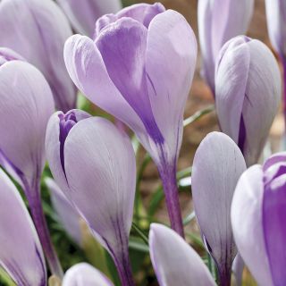 Whale Shark Giant Crocus Thumbnail